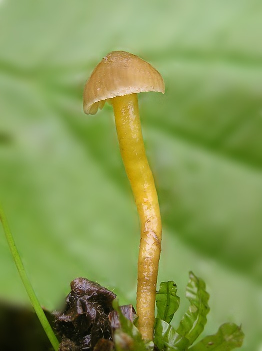 oblúkovka Camarophyllopsis sp.