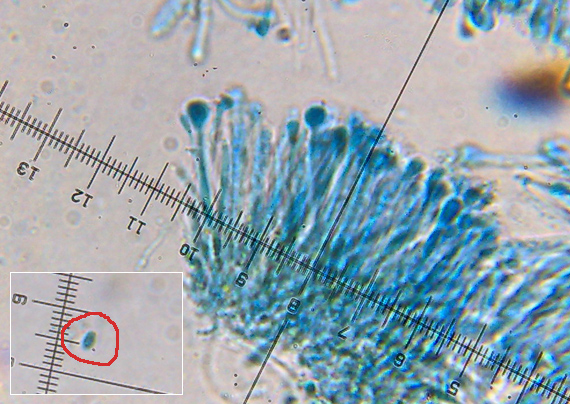 kruhovka jelšová Orbilia xanthostigma (Fr.) Fr.