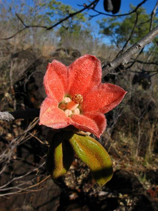 red-flowered kurrajong  Brachychiton paradoxus