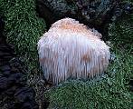 koralovec ježovitý 