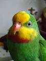 papagáj nádherný - Félix