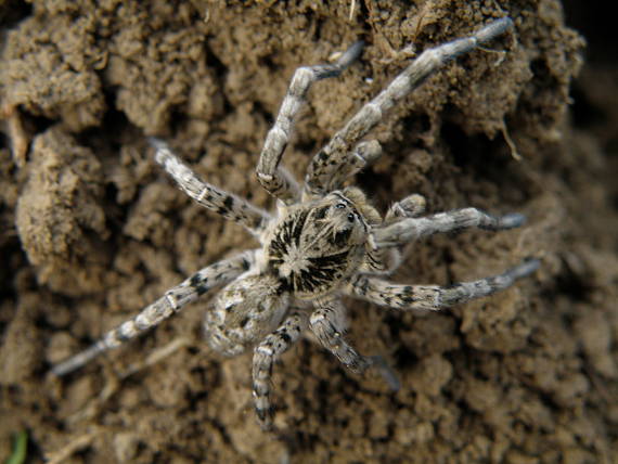 pavúk Lycosa singoriensis
