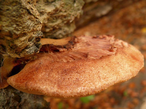 pečeňovec dubový Fistulina hepatica (Schaeff.) With.
