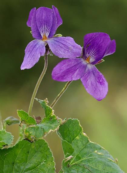 fialka voňavá - violka vonná Viola odorata L.