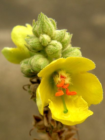 divozel veľkokvetý Verbascum densiflorum Bertol.