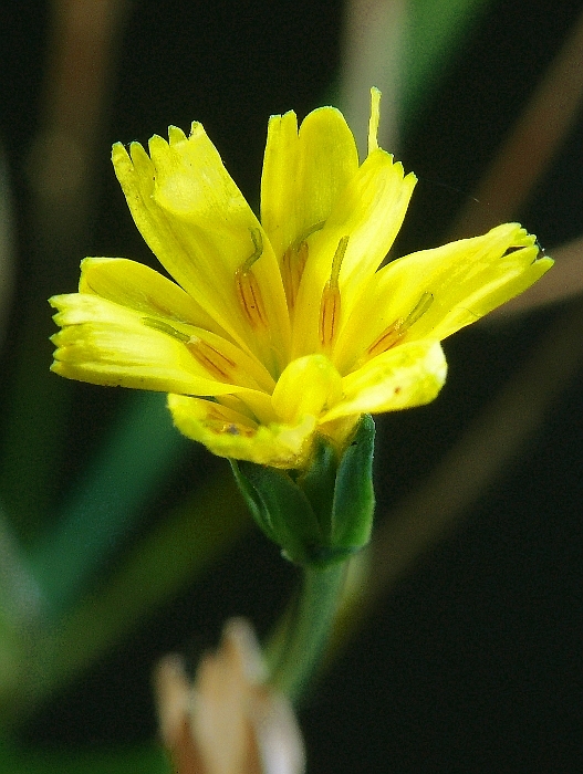 Cichoriaceae