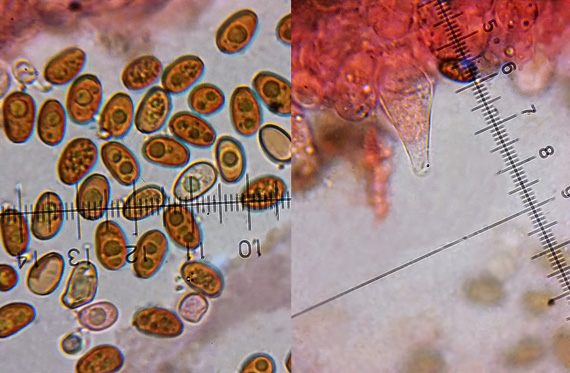drobuľka Psathyrella clivensis  (Berk. & Broome) P.D. Orton