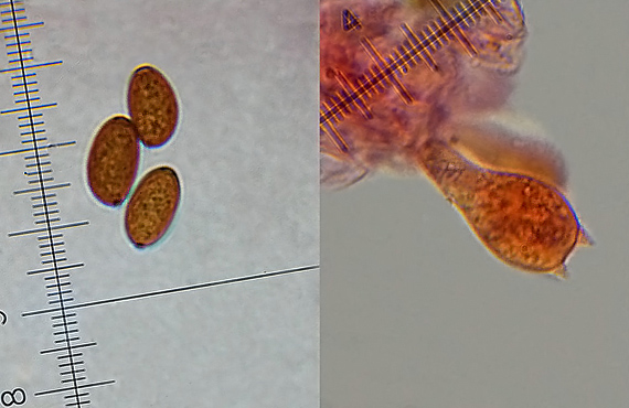 drobuľka temnejúca Psathyrella tephrophylla (Romagn.) M.M. Moser