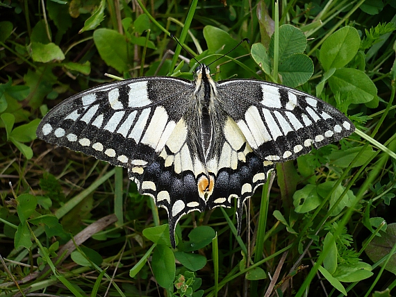 vidlochvost feniklový  (Papilio machaon)
