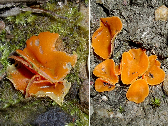 tanierovka oranžová Aleuria cf. aurantia (Pers.) Fuckel