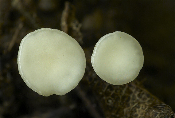 čiašočka ovocná Hymenoscyphus fructigenus (Bull.) Gray