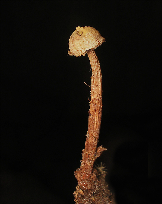 stopkovec šupinatý Tulostoma squamosum Pers.