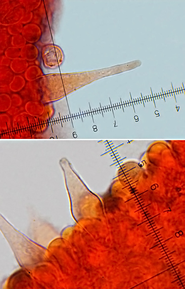 drobuľka Psathyrella microrhiza (Lasch) Konrad & Maubl.