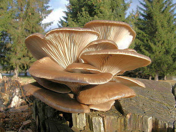 hliva ustricovitá Pleurotus ostreatus (Jacq.) P. Kumm.