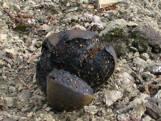 hráškovec obyčajný  Pisolithus arhizus (Scop.) Rauschert