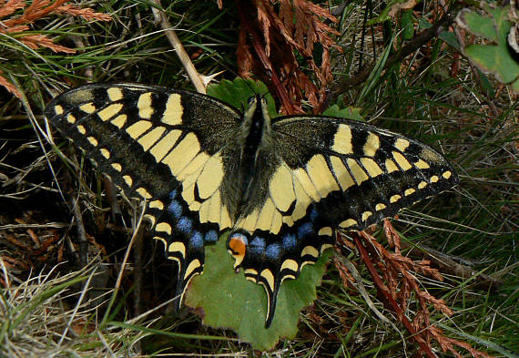 otakárek fenyklový Papilio machaon