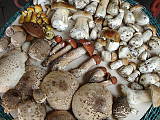 houby a houbičky