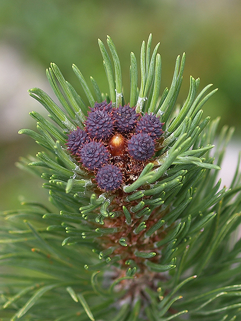 borovica horská (kosodrevina) Pinus mugo Turra