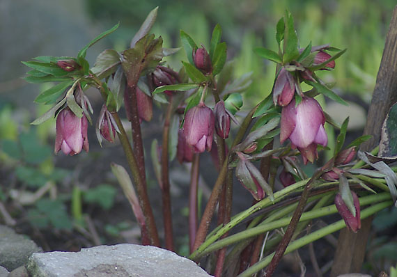 čemerica purpurová - čemeřice nachová Helleborus purpurascens Waldst. et Kit.