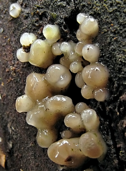Helicogloea compressa (Ellis & Everh.) V. Malysheva & K. Põldmaa