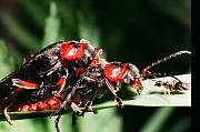 zvědavý mraveneček