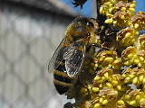 včela na lieske