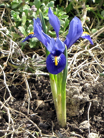 kosatček sieťkovaný Iris reticulata M. Bieb.