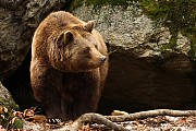 medveď hnedý 