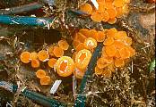 oranžovka vřetenovýtrusá - Vláknohlivka vretenovitovýtrusná