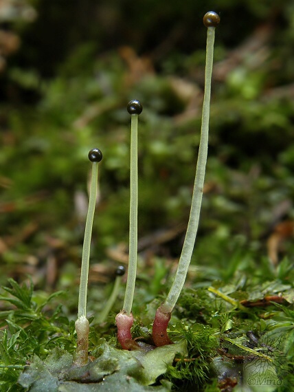brehovka obyčajná Pellia epiphylla (L.) Corda