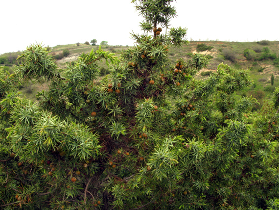 jalovec červenoplodý Juniperus oxycedrus L.