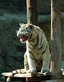 tiger indický (biela forma)