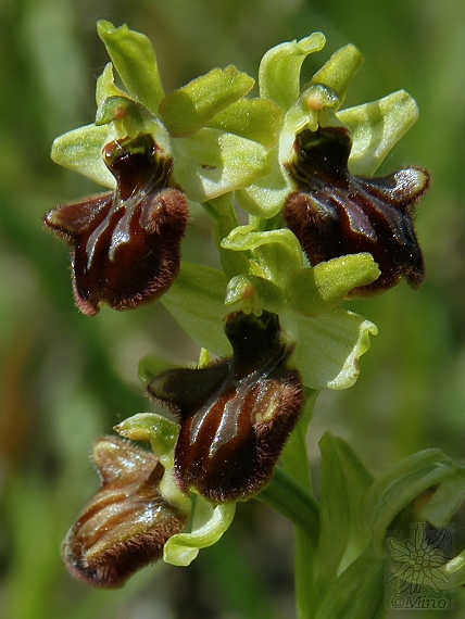 hmyzovník pavúkovitý Ophrys sphegodes Mill.