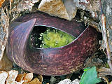 eastern skunk cabbage