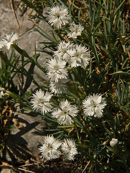 klinček včasný lumnitzerov Dianthus praecox subsp. lumnitzeri (Wiesb.) Kmeťová
