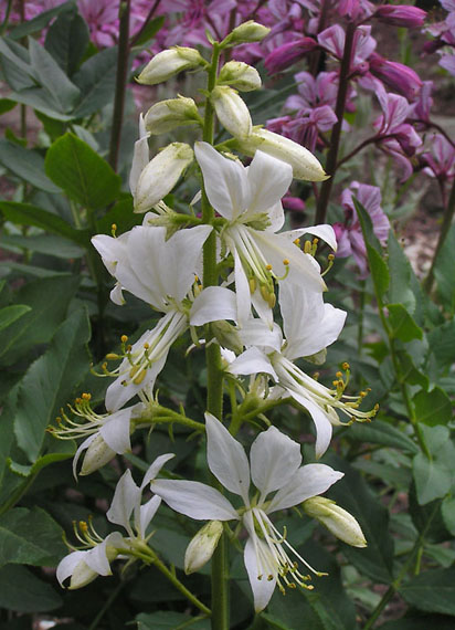 jasenec biely  - třemdava bílá Dictamnus albus L.