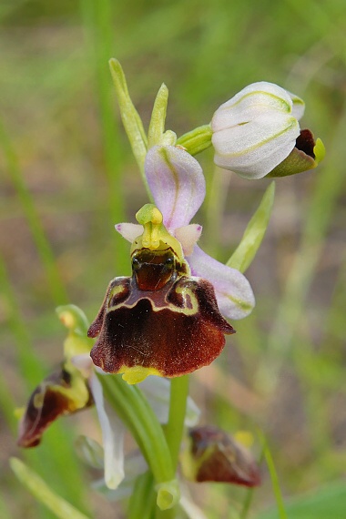 hmyzovník Ophrys holoserica (Burm. F.) Greuter