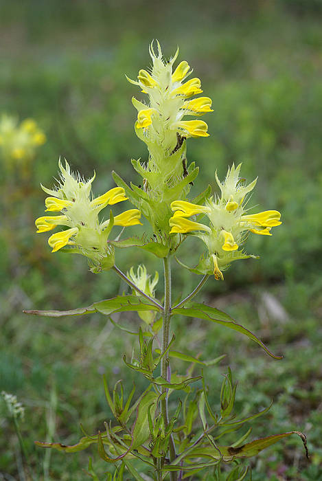 čermeľ bradatý Melampyrum barbatum Waldst. et Kit. ex Willd.
