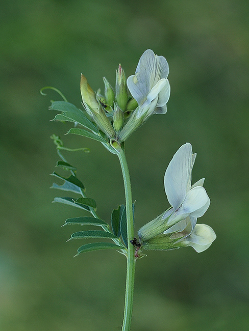 vika veľkokvetá Vicia grandiflora Scop.
