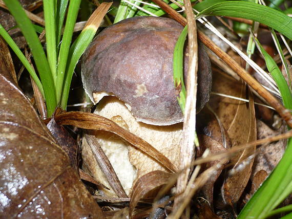 hřib dubový Boletus reticulatus Schaeff.