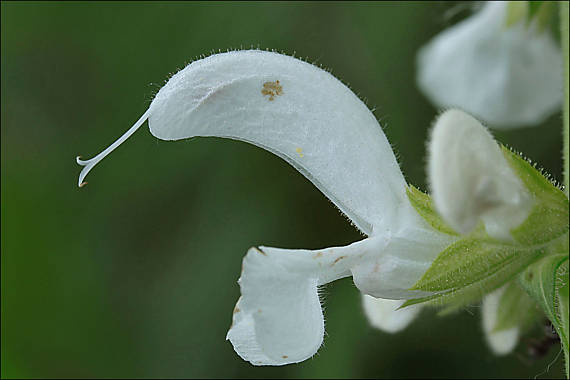 šalvia Salvia