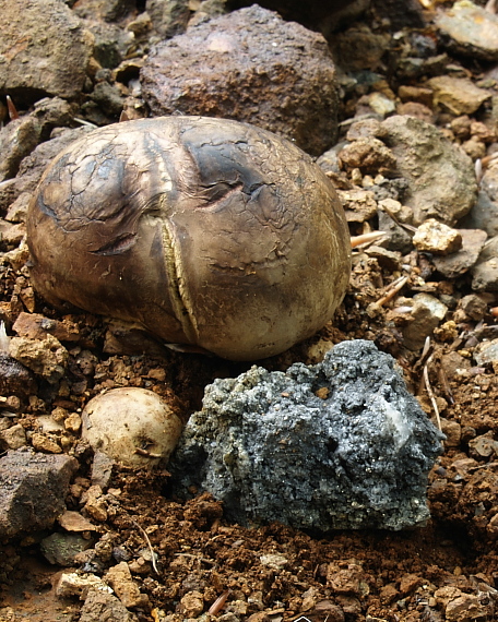 hráškovec obyčajný Pisolithus arhizus (Scop.) Rauschert
