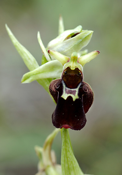 hmyzovník - tořič Ophrys holubyana x Ophrys insectifera