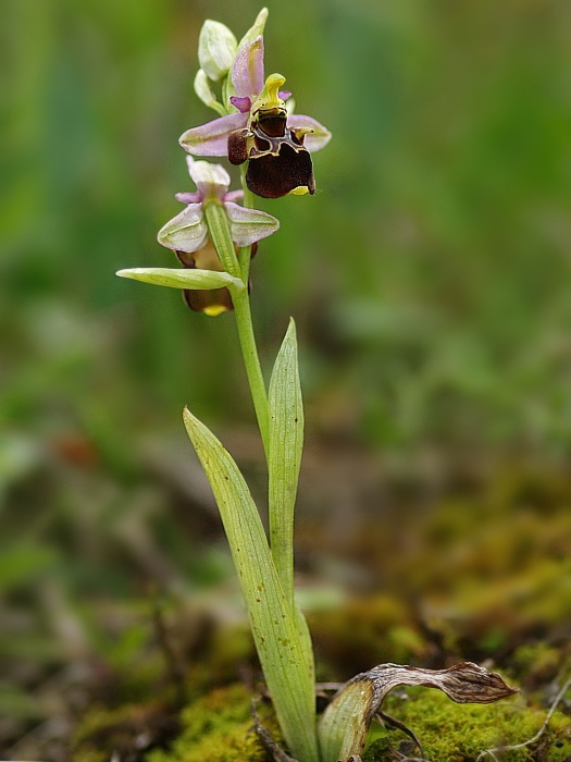 hmyzovník holubyho Ophrys holubyana András.