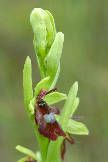 hmyzovník Ophrys insectifera L.