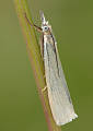 trávovec perleťový