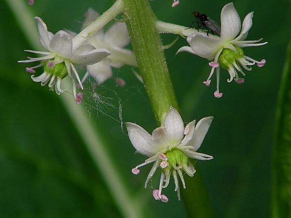 líčidlo jedlé Phytolacca esculenta  (Van Houtte) Skalický