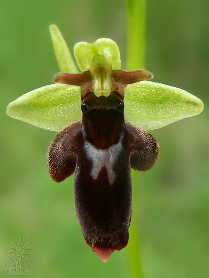 hmyzovník  Ophrys holubyana x Ophrys insectifera