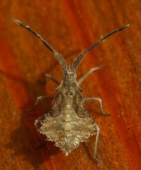 obrúbnica lúčna Syromastes rhombeus nymfa 1.instar (Coreidae)