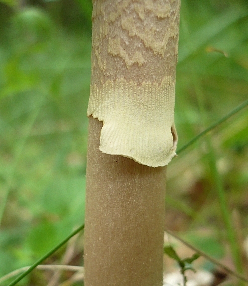 muchotrávka červenkastá žltoprsteňová Amanita rubescens var. annulosulphurea Gillet
